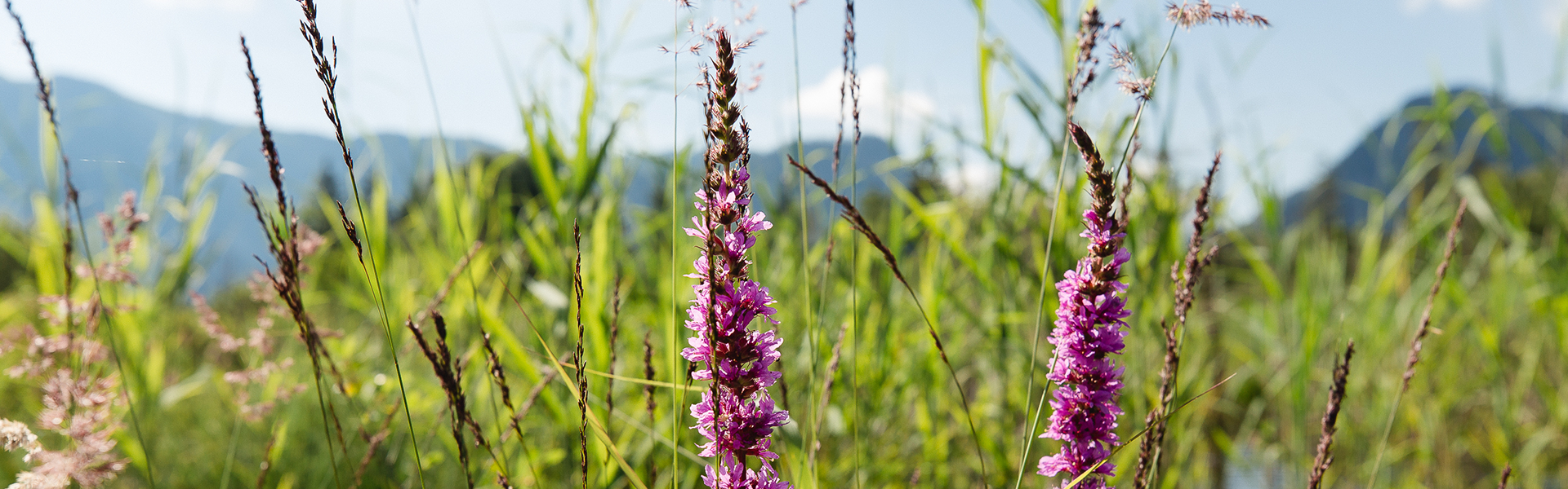 Naturwiese im Sommer auf dem Moor-Erlebnis-Pfad in Inzell.