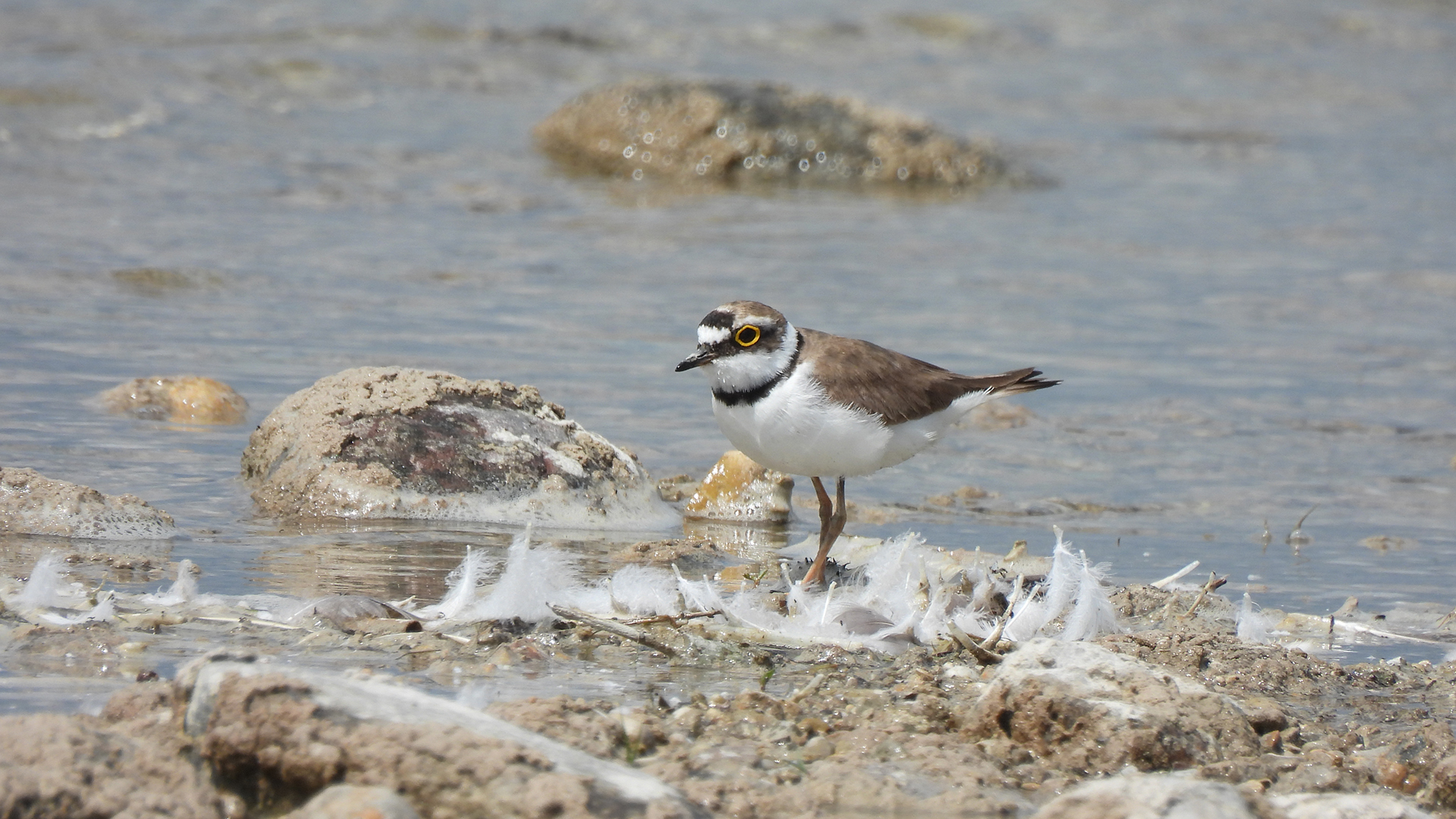 Flussregenpfeifer (Charadrius dubius) – hier ein adultes Weibchen – erreichen eine Körpergröße von 15 cm und sind damit in etwa spatzengroß, nur deutlich hochbeiniger.
