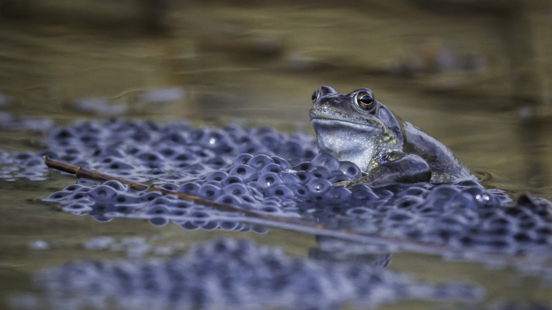 Ein Frosch inmitten seines Laichs: Mit den ersten milden Nächten beginnt wieder die Frühjahrswanderung der Amphibien zu ihren Laichgewässern.