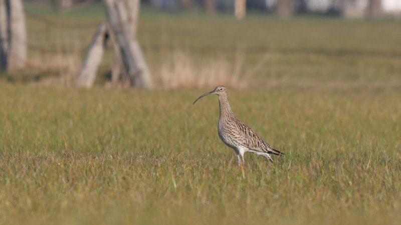 Der Große Brachvogel ist vom Aussterben bedroht. Im Bergner Moos brüten jährlich noch 10 bis 15 Brutpaare.